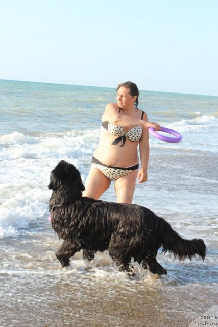 Фото: ньюфаундленд Matvey s Berega Dona (Матвей с Берега Дона), Liliana Rahmatova (Лилиана Рахматова)