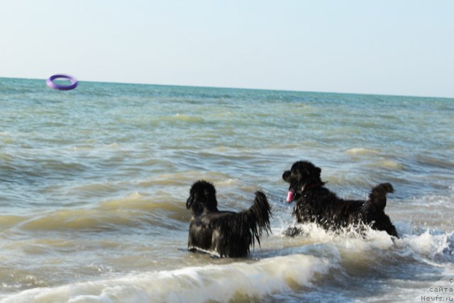 Фото: ньюфаундленд Beguschaya po Volnam Dancing Queen (Бегущая по Волнам Дансинг Квин), ньюфаундленд Matvey s Berega Dona (Матвей с Берега Дона)