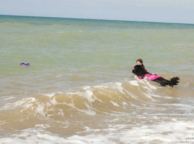 Фото: ньюфаундленд Dar Svezy Unika Sagitta (Дар Свезы Юника Сагитта)