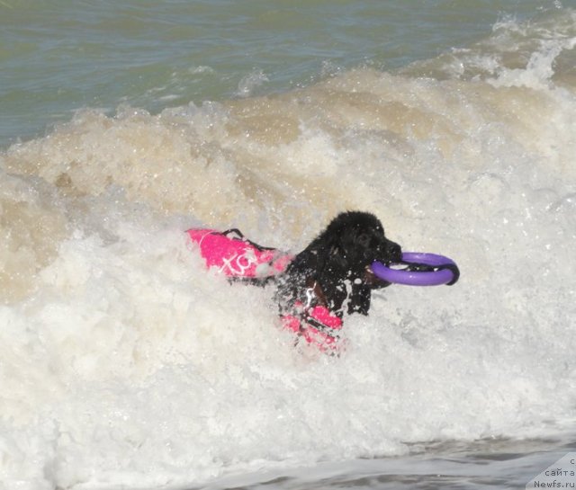 Фото: ньюфаундленд Dar Svezy Unika Sagitta (Дар Свезы Юника Сагитта)