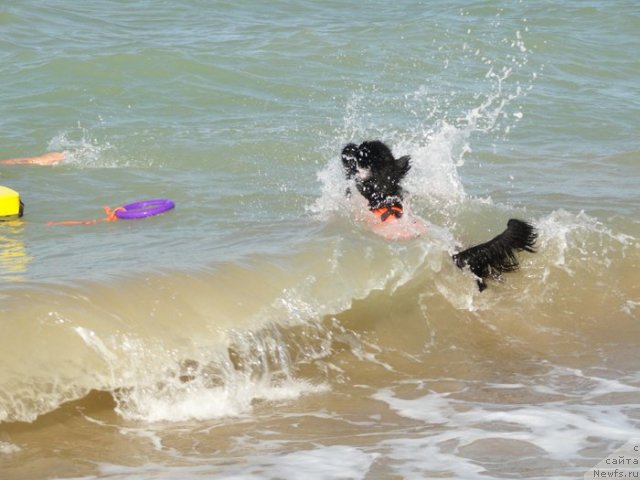 Фото: ньюфаундленд Tselogo Mira Malo iz Arkaima (Целого Мира Мало из Аркаима)