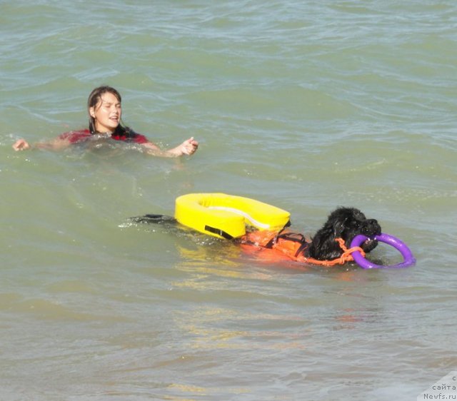 Фото: ньюфаундленд Tselogo Mira Malo iz Arkaima (Целого Мира Мало из Аркаима)