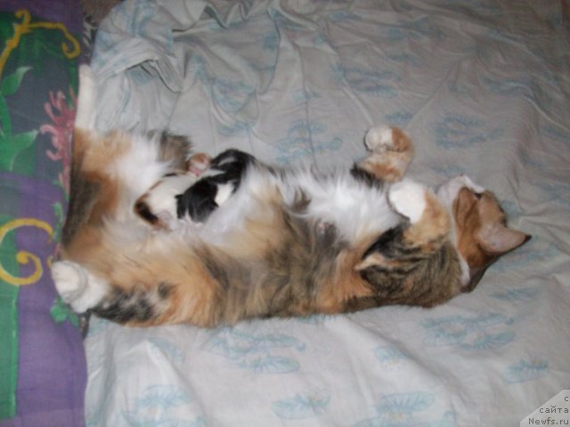 Фотография № 108673