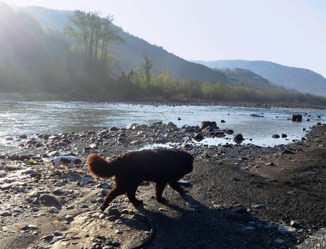 Фото: ньюфаундленд Potap Fidel' (Потап Фидель)