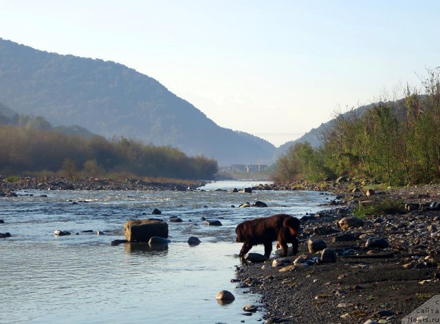 Фото: ньюфаундленд Potap Fidel' (Потап Фидель)