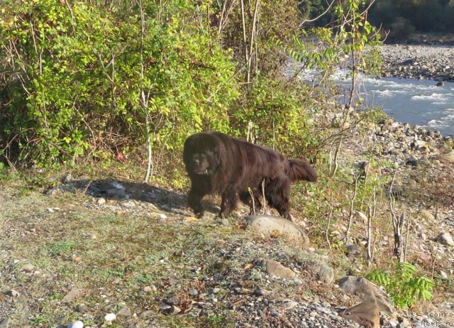 Фото: ньюфаундленд Potap Fidel' (Потап Фидель)