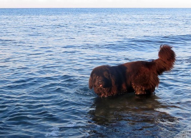 Фото: ньюфаундленд Potap Fidel' (Потап Фидель)