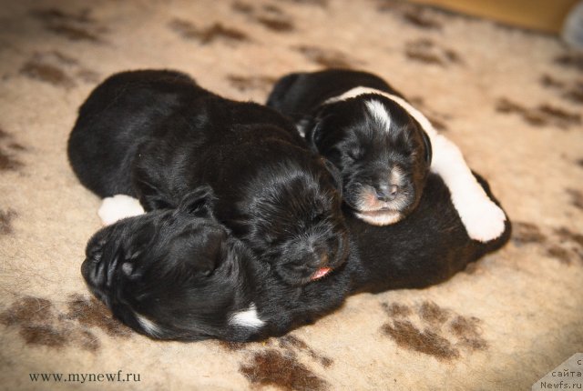 Фото: ньюфаундленд Sent Djons Gvendolin Glorius Garden (Сент Джонс Гвендолин Глориус Гарден), ньюфаундленд Sent Djons Glamour Lady (Сент Джонс Гламур Леди), ньюфаундленд Sent Djons Griffin Glorius (Сент Джонс Гриффин Глориус)