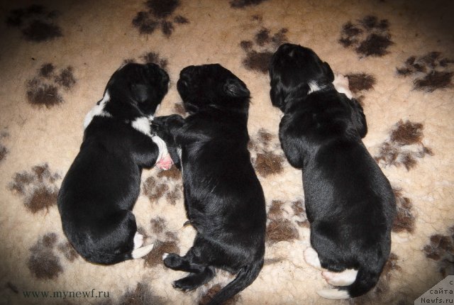 Фото: ньюфаундленд Sent Djons Gvendolin Glorius Garden (Сент Джонс Гвендолин Глориус Гарден), ньюфаундленд Sent Djons Glamour Lady (Сент Джонс Гламур Леди), ньюфаундленд Sent Djons Griffin Glorius (Сент Джонс Гриффин Глориус)