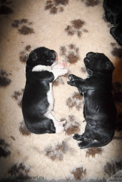 Фото: ньюфаундленд Sent Djons Gvendolin Glorius Garden (Сент Джонс Гвендолин Глориус Гарден), ньюфаундленд Sent Djons Glamour Lady (Сент Джонс Гламур Леди)