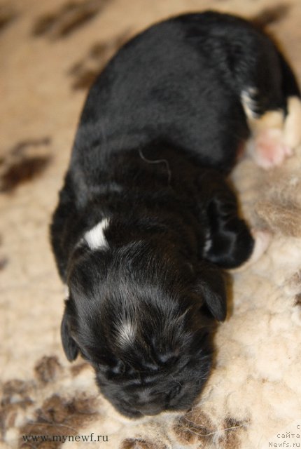 Фото: ньюфаундленд Sent Djons Griffin Glorius (Сент Джонс Гриффин Глориус)