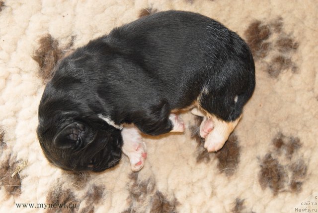 Фото: ньюфаундленд Sent Djons Griffin Glorius (Сент Джонс Гриффин Глориус)