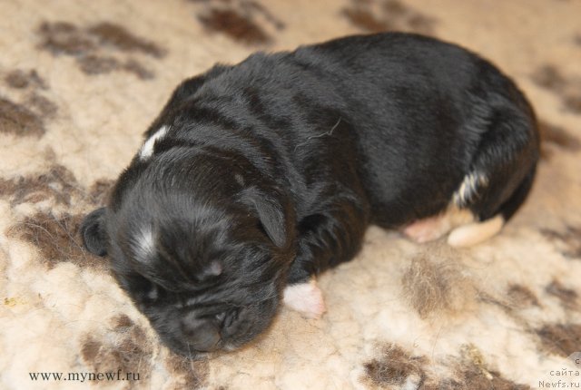 Фото: ньюфаундленд Sent Djons Griffin Glorius (Сент Джонс Гриффин Глориус)