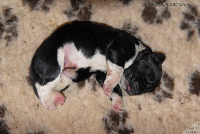 Фото: ньюфаундленд Sent Djons Griffin Glorius (Сент Джонс Гриффин Глориус)