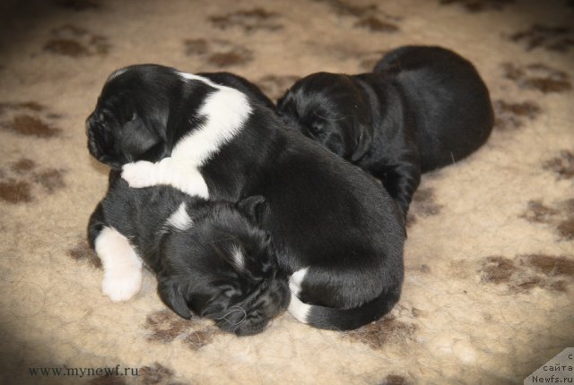 Фото: ньюфаундленд Sent Djons Glamour Lady (Сент Джонс Гламур Леди), ньюфаундленд Sent Djons Griffin Glorius (Сент Джонс Гриффин Глориус)