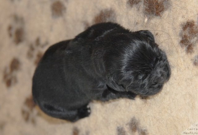 Фото: ньюфаундленд Sent Djons Gvendolin Glorius Garden (Сент Джонс Гвендолин Глориус Гарден)