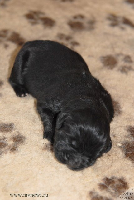 Фото: ньюфаундленд Sent Djons Gvendolin Glorius Garden (Сент Джонс Гвендолин Глориус Гарден)