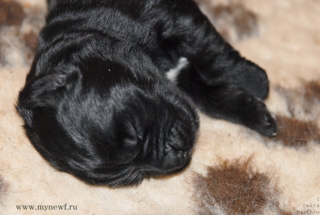 Фото: ньюфаундленд Sent Djons Gvendolin Glorius Garden (Сент Джонс Гвендолин Глориус Гарден)