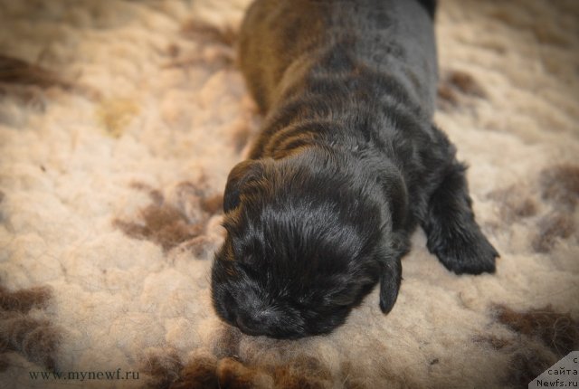 Фото: ньюфаундленд Sent Djons Gvendolin Glorius Garden (Сент Джонс Гвендолин Глориус Гарден)