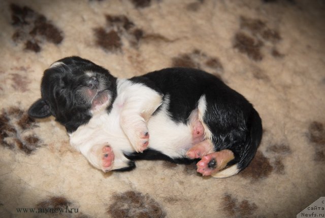 Фото: ньюфаундленд Sent Djons Glamour Lady (Сент Джонс Гламур Леди)