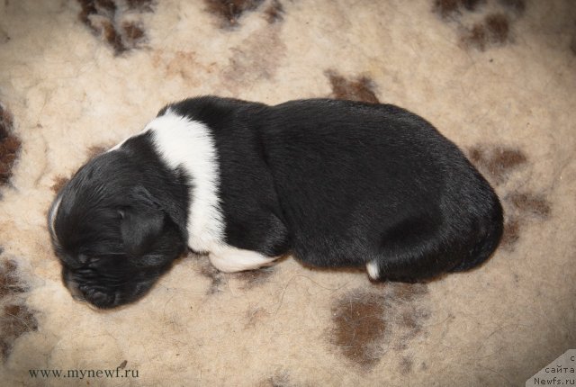 Фото: ньюфаундленд Sent Djons Glamour Lady (Сент Джонс Гламур Леди)