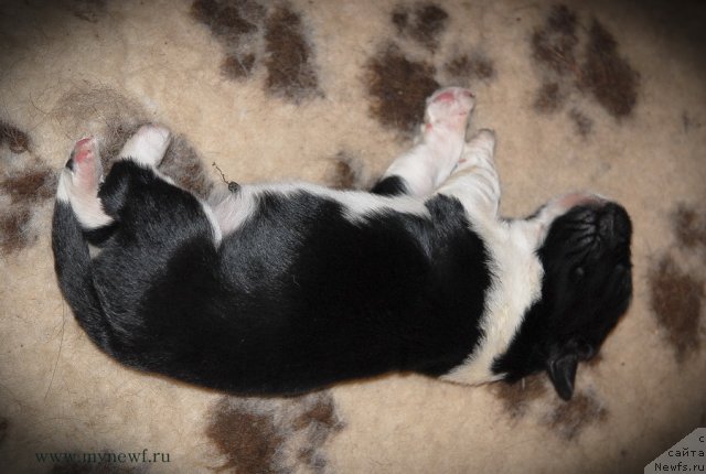 Фото: ньюфаундленд Sent Djons Glamour Lady (Сент Джонс Гламур Леди)