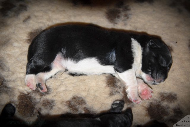 Фото: ньюфаундленд Sent Djons Glamour Lady (Сент Джонс Гламур Леди)