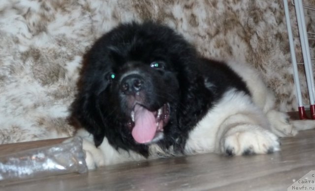 Фото: ньюфаундленд Fiamettahauz Primo Orso Neo (Фиаметтахауз Примо Орсо Нео)