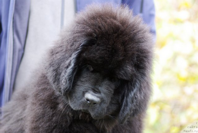 Фото: ньюфаундленд Beguschaya po Volnam Shaolin (Бегущая по Волнам Шаолинь)