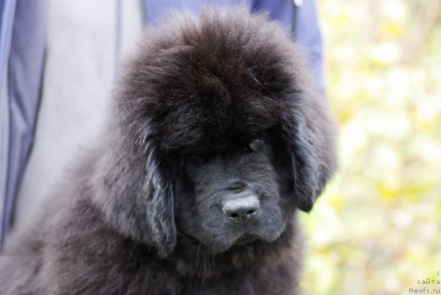 Фото: ньюфаундленд Beguschaya po Volnam Shaolin (Бегущая по Волнам Шаолинь)