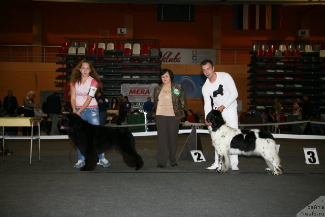 Фото: ньюфаундленд Sent Djons Handsel for Me (Сент Джонс Хендсел фо Ми), ньюфаундленд Akvian Song Zero Graviti (Аквиан Сонг Зеро Гравити)