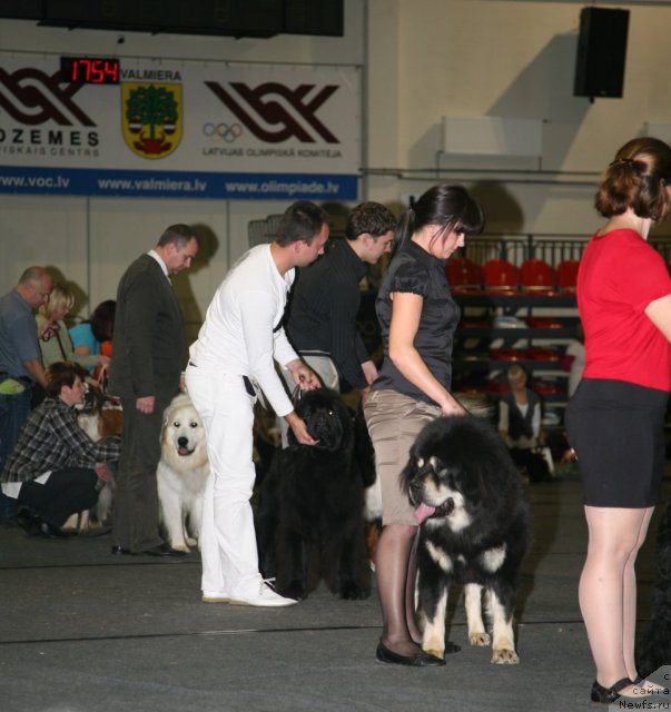 Фото: ньюфаундленд Sent Djons Handsel for Me (Сент Джонс Хендсел фо Ми)