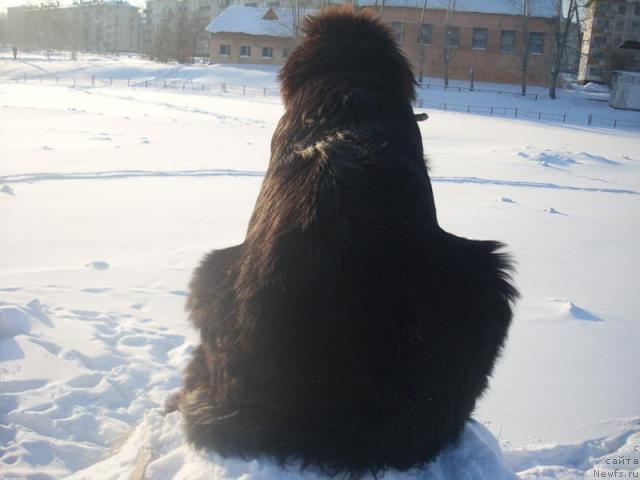 Фото: ньюфаундленд Penelopa ot Sibirskogo Medvedya (Пенелопа от Сибирского Медведя)