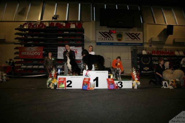 Фото: ньюфаундленд Sent Djons Handsel for Me (Сент Джонс Хендсел фо Ми), Aleksandr Rozenfel'd (Александр Розенфельд)