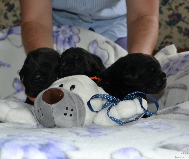 Фото: Щенки питомника 