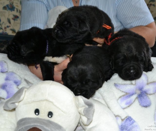 Фото: Щенки питомника 