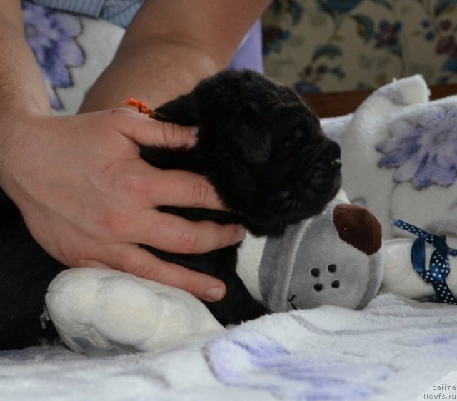 Фото: Щенки питомника 