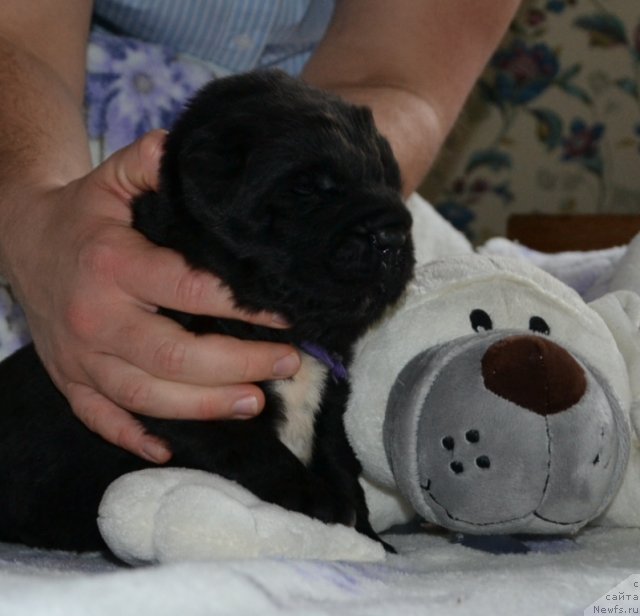 Фото: Щенки питомника 