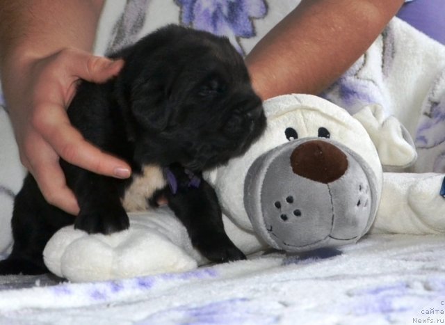 Фото: Щенки питомника 