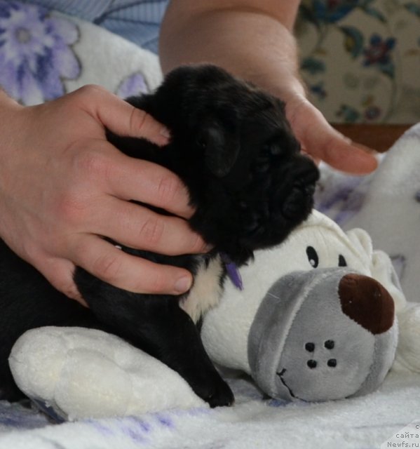 Фото: Щенки питомника 