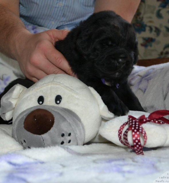 Фото: Щенки питомника 