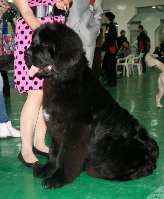 Фото: ньюфаундленд Super Premium Lillihamer (Супер Премиум Лиллихаммер)