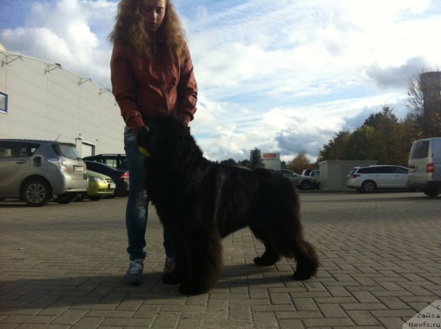 Фото: ньюфаундленд Sent Djons Handsel for Me (Сент Джонс Хендсел фо Ми)