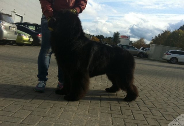 Фото: ньюфаундленд Sent Djons Handsel for Me (Сент Джонс Хендсел фо Ми)