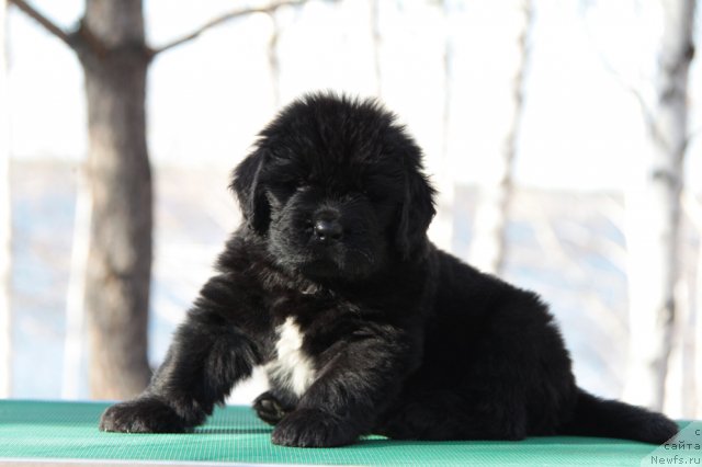 Фото: ньюфаундленд Akvian Song Insayd Mi Vord (Аквиан Сонг Инсайд Ми Ворд)