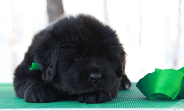 Фото: ньюфаундленд Akvian Song Invizibel YEnjel (Аквиан Сонг Инвизибел Энжел)