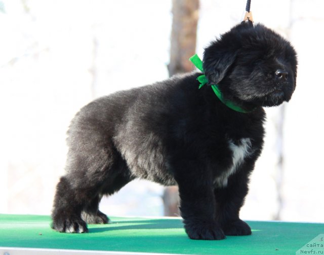 Фото: ньюфаундленд Akvian Song Invizibel YEnjel (Аквиан Сонг Инвизибел Энжел)