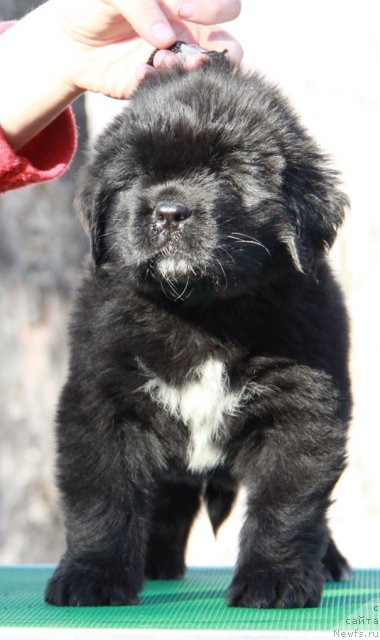 Фото: ньюфаундленд Akvian Song Invizibel YEnjel (Аквиан Сонг Инвизибел Энжел)