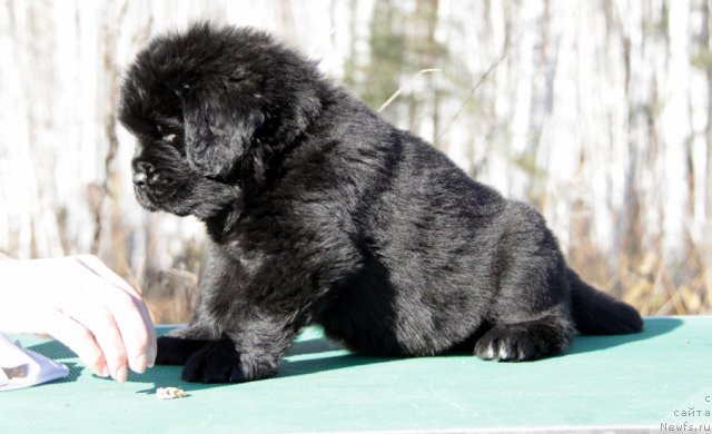 Фото: ньюфаундленд Akvian Song Inseyshibel Layf (Аквиан Сонг Инсейшибел Лайф)