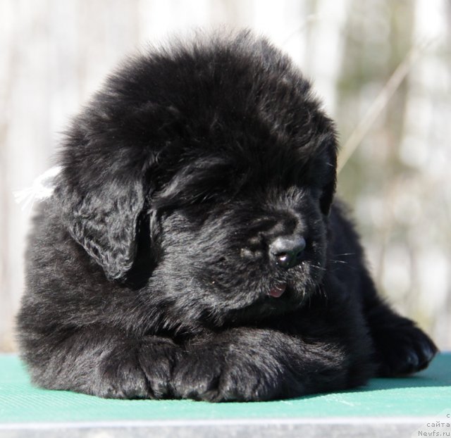 Фото: ньюфаундленд Akvian Song Inseyshibel Layf (Аквиан Сонг Инсейшибел Лайф)